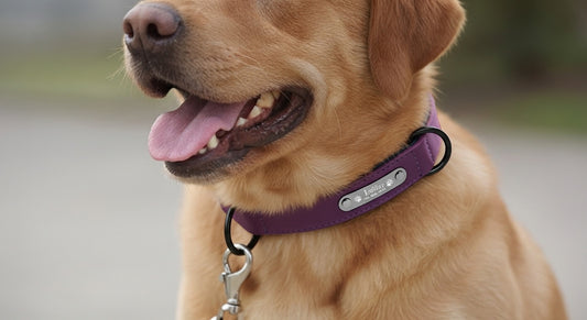Pawvi™ Genuine Leather Adjustable Dog Collar